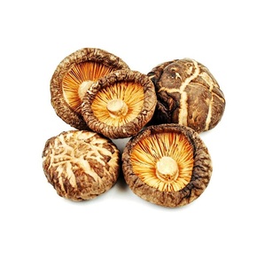 Polvo de Champiñones Shiitake al por Mayor con Ingredientes Naturales de Primera Calidad de Vietnam - Product Image 2