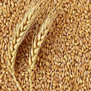 PREMIUM QUALITY whole grain wheat for sale / New crop Fast Delivery Hard Winter Wheat grain in Europe