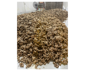 Gingembre frais de qualité supérieure du Vietnam, gingembre frais de haute qualité avec un arôme puissant et une saveur épicée, parfait pour les utilisations culinaires et l'exportation - Product Image 5