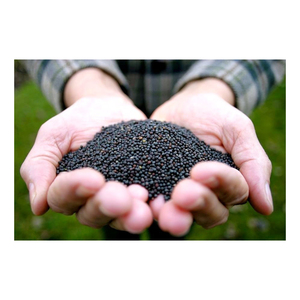 Semillas de canola al por mayor stock a granel listas para su envío a todo el mundo - Product Image 3