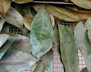 Premium Dried Soursop Leaves <b>Detox</b> Relaxation Tea <b>Supplements</b> Boosts Immunity Unique Agriculture Product - Product Image 5