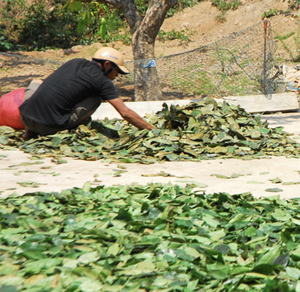 Hojas secas de Graviola Premium de Vietnam, ideales para infusión aromática y uso en la producción de té - Product Image 5