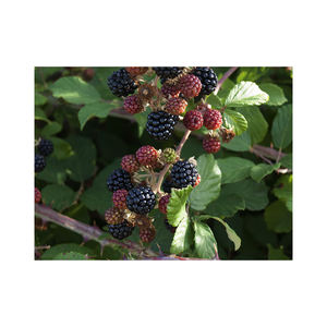 Berries silvestres a granel disponibles a precios competitivos ideales para mayoristas y exportadores - Product Image 5