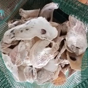 VENTE TOTALE COQUILLE D'HUÎTRE NATURELLE COQUILLE D'HUÎTRE ION ÉLEVER LE PH DANS LES AQUARIUMS DE RÉSERVOIR DE POISSONS COQUILLE D'HUÎTRE NETTOYÉE DU VIETNAM - Product Image 4