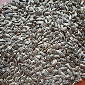 Graines de tournesol séchées crues biologiques en vrac pour la vente en gros alimentaire - Product Image 6