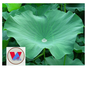 ใบบัวสดห่ออาหารจากผู้ผลิตเวียดนามราคาถูกที่สุด - Product Image 1