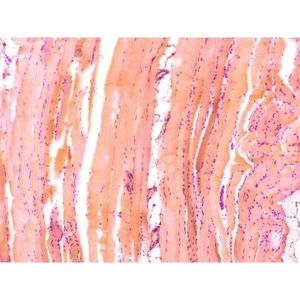 Lames de microscope préparées : Muscles striés (volontaires) - Product Image 1