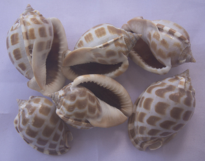 Shell Babylonia SeasHELL Bijoux Poli Naturel Shell Motif Petites Sortes Taille 5-6cm BIJOUX SEASHELL - Product Image 3