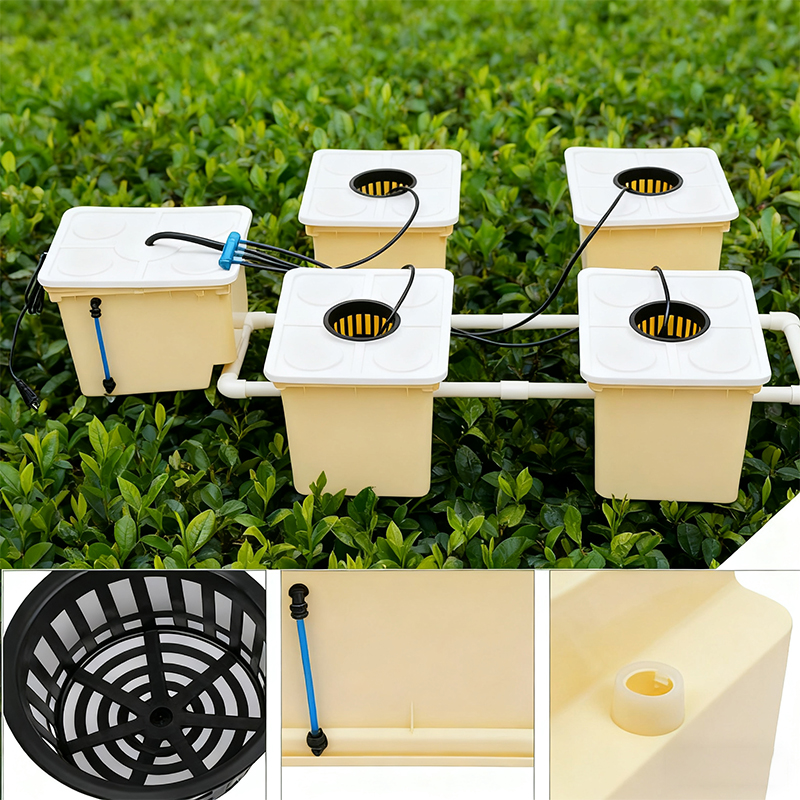 dutch bucket system for tomatoes