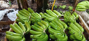 Plátanos Cavendish Verdes Frescos, Fruta Tropical Entera para Venta al por Menor y al por Mayor - Product Image 2