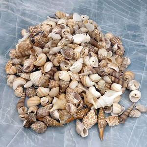 Conchas de Caracol Reina de Varios Tamaños, Conchas Marinas Naturales, Colección de Recuerdos, Conchas Marinas para Exportación - Product Image 5