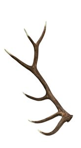 Natural Red Deer Antlers Cabello Tipo para la venta - Product Image 2