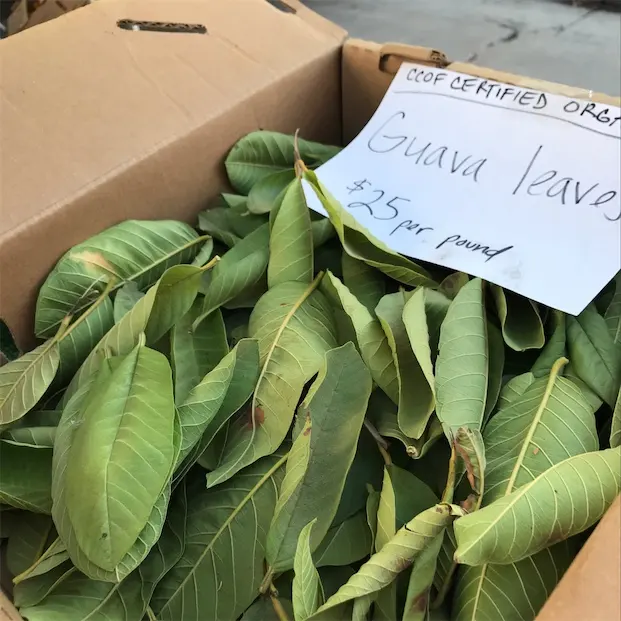 Fruta de hoja seca Hojas de guayaba secas de Vietnam naturales 1oz Hoja de guayaba seca pura y de calidad superior Ángulo de bolsa de 500 gramos