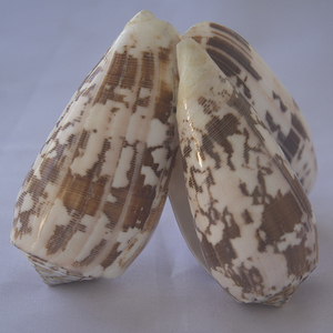 Conidae Conus Striatus Shell SEASHELL JEWELRY Motivo natural pulido - Product Image 3
