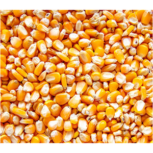 Maïs jaune sec non-OGM de qualité supérieure / Maïs jaune pour la consommation humaine et animale au prix de gros - Product Image 1