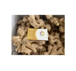 फार्म-ताजा अदरक / वियतनाम ताजी सब्जियां निर्यात करना ताजा अदरक अच्छी गुणवत्ता 100% कार्बनिक कस्टम पैकेजिंग भेजने के लिए तैयार