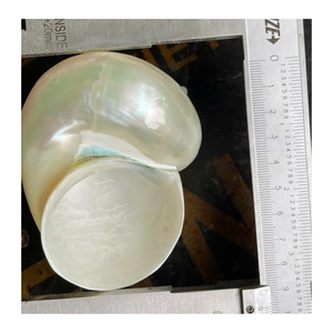 Coquillage décoratif en vert naturel et blanc par 99 Gold Data Vietnam pour une utilisation artistique en intérieur - Product Image 1