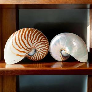 Venta al por mayor respetuoso con el medio ambiente para decoraciones Nautilus Shell crudo o pulido para Arte y uso interior-Caryln 0084935825297 - Product Image 4