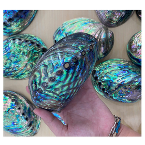 Concha de abulón de colores naturales, concha de abulón grande de Vietnam con capa brillante y superficie brillante para negocios de exportación - Product Image 1