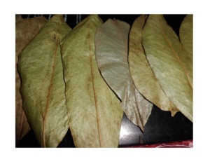Feuilles de corossol séchées naturelles/feuille de Graviola avec un prix compétitif et une qualité de qualité à partir de 99 Gold Data Vietnam - Product Image 1
