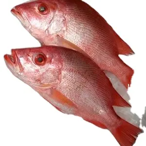 USA Farm Raised Supplier Of Redfish IWP 40lb/ctn Whole Round Frozen Red Drum Fish For Sale