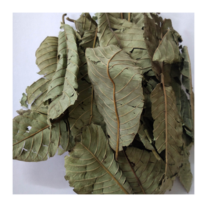 Hoja de guayaba seca de Vietnam, cuidadosamente seleccionada y limpia, sabor natural puro, adecuada para mezclas de té, remedios tradicionales, cosméticos - Product Image 2