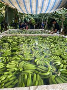 Bananes fraîches Cavendish G9 Meilleur prix pour les grossistes Fabriquées à partir de fruits tropicaux pour la vente au détail et le marché frais du Vietnam - Product Image 3