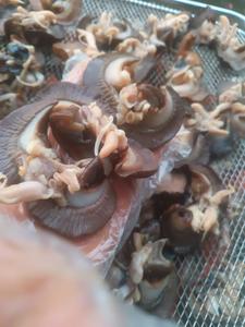 Caracoles Gigantes Africanos Secos 100% Naturales de Primera Calidad, Secados al Horno, en Envase a Granel, Sabor Picante, Listos para Comer, Saludables - Product Image 3