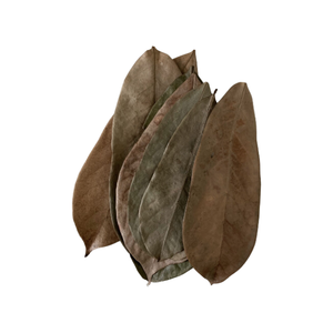 100% feuilles de corossol séchées naturelles de Graviola du Vietnam de haute qualité 2024 - Product Image 3