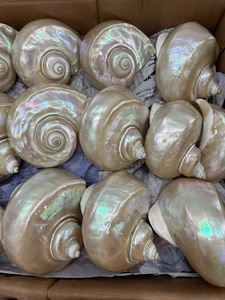 Vietnam Export Vert Turbo Perle Shell Artisanat Animal Style Nautique Décor Poli Souvenir À La Main Naturel Shell Cadeau - Product Image 6