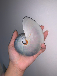 Cámara Nautilu Shell Caracol de mar Concha gigante Concha natural para decoración-Ms Caryln 0084935825297 - Product Image 4