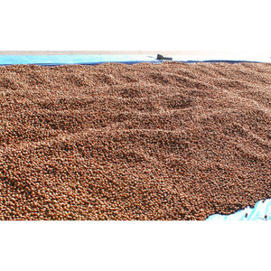 Hot Selling Organic <b>Hazelnut</b> Hazel Nuts for Sale - Product Image 1