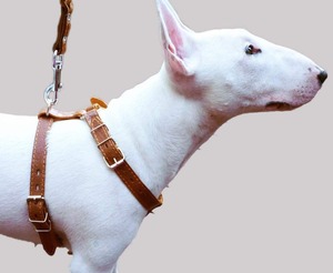 Harnais en cuir véritable pour chien Harnais sans fuite pour chien Entraînement à la marche Harnais à sangle robuste et réglable - Product Image 3