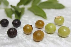 Après-shampooing doux et maniable par Soapberry Healthcare Supply Product - Product Image 6