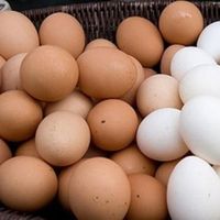 Œufs de poulet de chair Cobb 500, fécondés, frais, blancs et bruns, à haute teneur en protéines, style conservé, à vendre