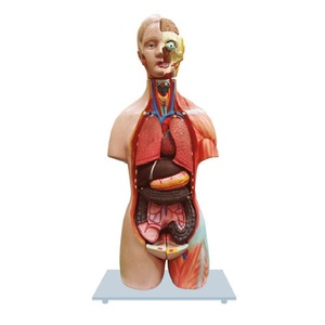 Anatomie humaine féminine Miniature, modèle de torse, muscles superficiels montrés fournis sur une base et numérotés avec une carte-clé en anglais. - Product Image 1