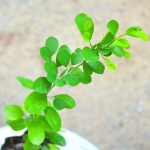 ของตกแต่งจากใบฟลูกเกียแห้งธรรมชาติจากศรีลังกา (ใบคาตุปิลา) คุณภาพสูง เหมาะสำหรับวันรับปริญญาและวันแม่ - Product Image 2