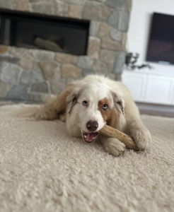 Jouet à mâcher pour chien en bois de café classique VietChoice jouet à mâcher naturel de haute qualité pour le nettoyage des dents solides fabriqué au Vietnam - Product Image 5