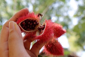 Achiote Rojo Natural Bixa Orellana Especia Seca Entera para Sazonar y Colorear Alimentos - Product Image 5