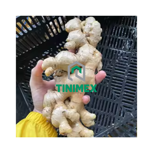 Gingembre/Gengibre/Shouga hybride frais de haute qualité à 100% au Vietnam avec un prix de gros compétitif - Product Image 1