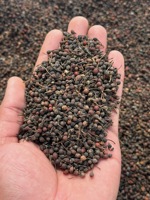 Bâton de poivre noir sauvage Voatsiperifery 100% qualité supérieure en vrac, séché, récolte AD VANILLE Madagascar, durée de conservation de 24 mois, cru