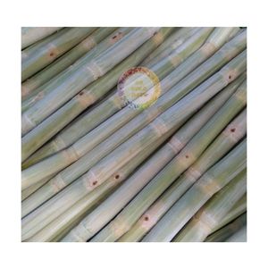 PERSONALIZAR FORMA CORTA CAÑA DE AZÚCAR CONGELADA NATURAL PARA FRESCOS DE VIETNAM IQF PROVEEDOR DE CAÑA VENTA BARATA - Product Image 2