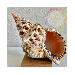 Coquilles d'escargot de trompette en vrac pour l'artisanat et les décorations | Naturel et écologique - Product Image 1