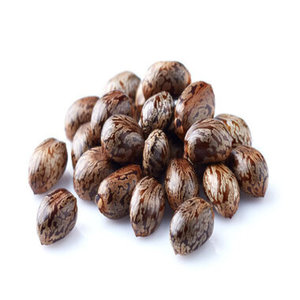 Buy Quality Premium Castor <b>Seeds</b> Thai Origin Raw Natural 2 Year Shelf Life Food Grade Custom Brand Cool Dry <b>Storage</b> Immediate - Product Image 4