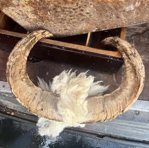 Souvenir authentique léger et écologique de style animal poli en corne de bélier pour une décoration unique pour la maison et le bureau Prix - Product Image 1