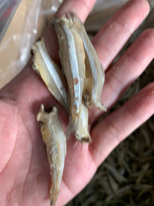 Anchois séchés naturels de qualité supérieure 100% du Vietnam, durée de conservation de plus de 12 mois, prêts à l'emploi, export en gros, OEM - Product Image 2