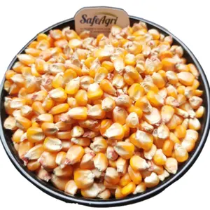 AD Dried Yellow Colour Maize Premium Quality Yellow Corn 14% Max Moisture AD Dried Yellow Colour Maize used for Animal Feed