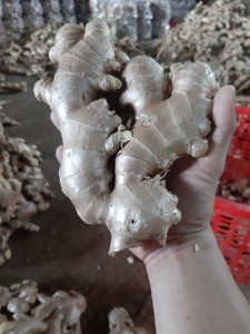 Vente chaude 100% gingembre frais gingembre jeune/mature origine tropicale naturelle au Vietnam à un prix compétitif et de qualité supérieure - Product Image 5