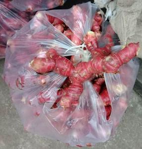 ข่าแช่แข็งคุณภาพพรีเมี่ยมจากเวียดนาม - Product Image 4