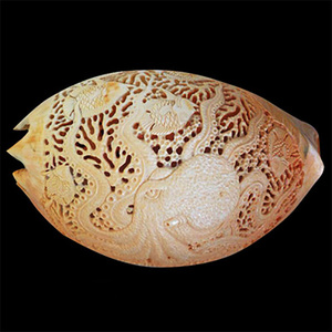 Bijoux en coquillages sculptés, 30 cm, forme naturelle, motif animalier, toucher réel, art et objet de collection - Product Image 3